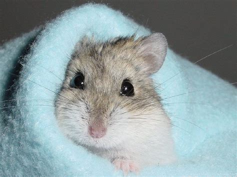 Hamster Wallpapers Free Pictures On Greepx