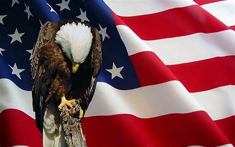 Hd Wallpaper Holiday Memorial Day American Flag Bald Eagle