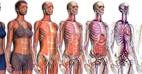 Aprender Sobre El Cuerpo Humano Pero En 3d Rosario3