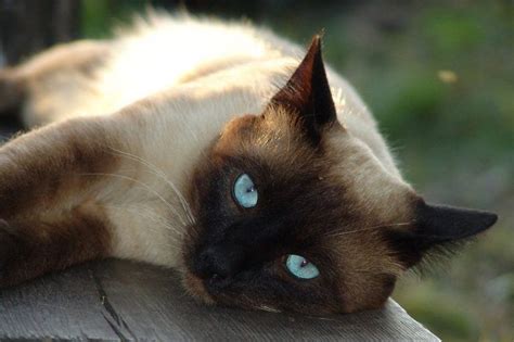 Siamese Cat Health Problems 8 Vet Reviewed Concerns And Care Tips Pet Keen