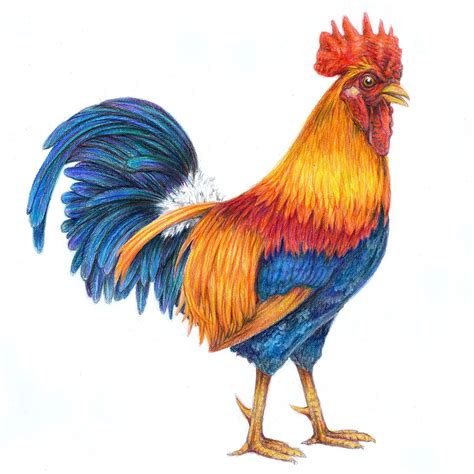 Rooster Drawing Pencil Drawings Of Animals Monochromatic Art Pencil