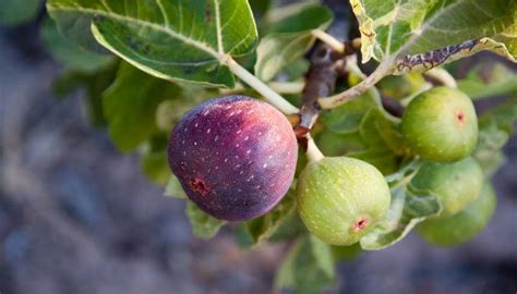 Guide Comment conserver et congeler des figues