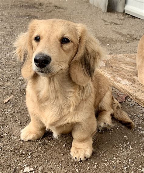 Maybe you would like to learn more about one of these? Bokkie, Shaded cream longhair miniature dachshund in 2020 ...