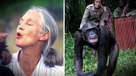 Jane Goodall Biography 50 Years Of Chimpanzees Youtube
