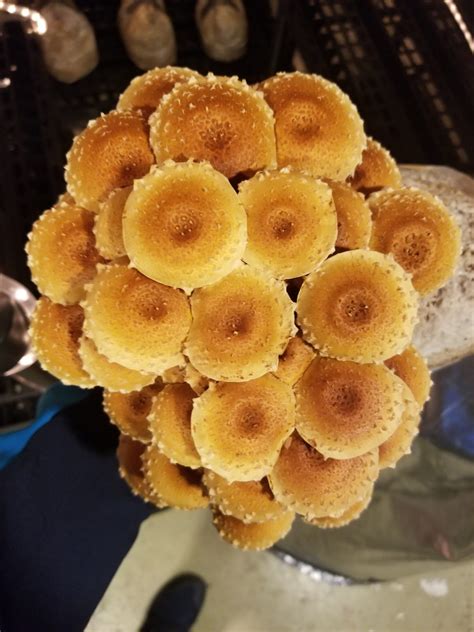 Vegan mushroom, chestnut & cranberry tart. 2019 02 13 R&R Cultivation Submitted mushrooms chestnut ...