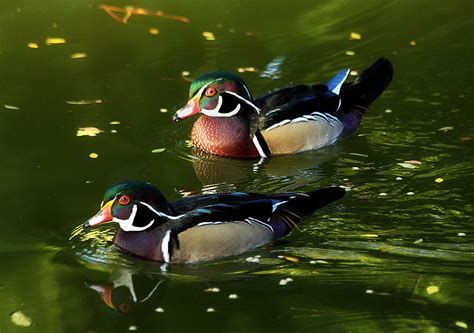 Wood Ducks Wood Ducks I Saw At The Japanese Garden In Fort Flickr