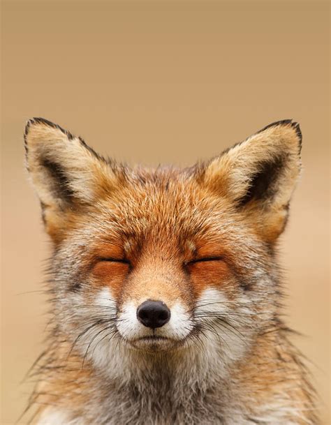 Zen Fox Series Smiling Fox Portrait Photograph By Roeselien Raimond