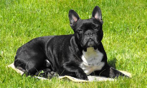 File:French Bulldog.JPG - Wikimedia Commons