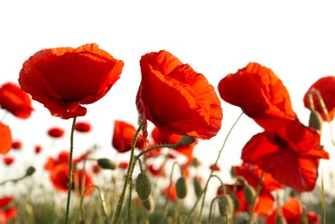 Red Poppies In A Field Hd Beautiful Flowers