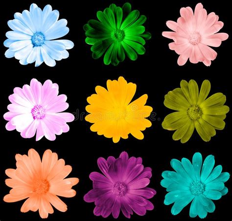 Amazing flowers pretty flowers flowers dp flowers nature annual flowers faux flowers different types of flowers parrot beautiful flowers pictures flower photos pretty flowers art floral pink rose flower flower art. Group Of Different Color Flowers Stock Photo - Image of ...