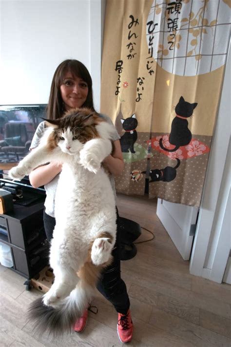 Samson The Cat Billed As Largest Feline In New York At 28 Pounds 4 Feet
