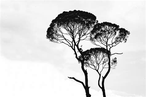 Free Images Art Black And White Branches Grayscale