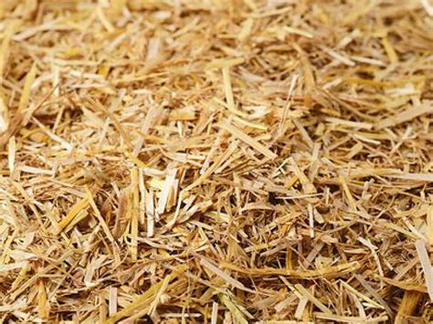 Straw Bedding Three Reasons Its A Superior Choice For The Environment