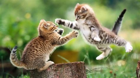 If your cat has been playing a lot or is extra hyper for some reason, finding her panting and overly heated up is a. Cute Funny Kitten Playing and Fighting Cute Sumo Kittens ...