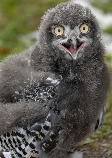 Baby Snowy Owl Photograph By Jt Lewis Pixels
