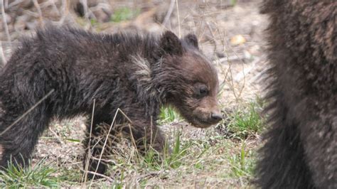 Investigation Grizzly Bear Cub Shot Dead In Pondera County