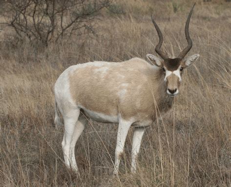 Download addax antelope images and photos. Animals: ADDAX ANTELOPE