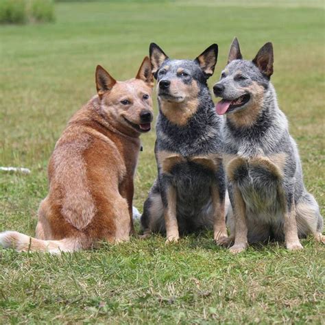 59 Best Blue Heeler Dog Second Best Dogs Images On Pinterest