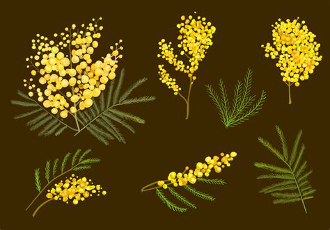 Mimosa Flowers Download Free Vector Art Stock Graphics And Images