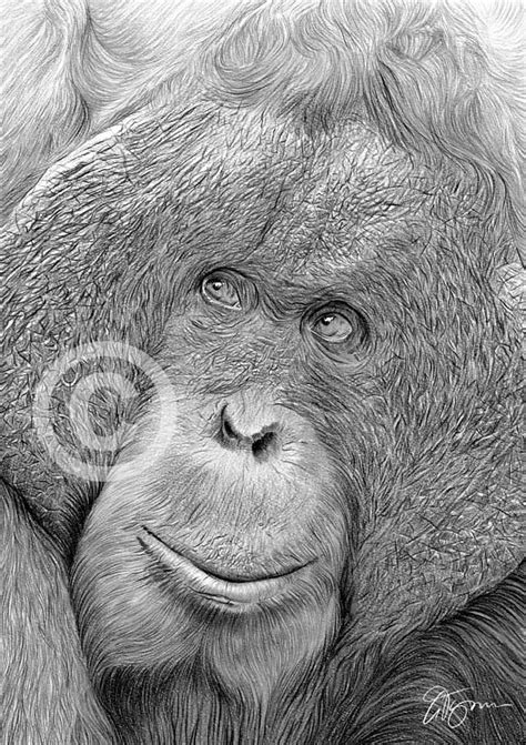 Orangutan Artwork Pencil Drawing Print Wildlife Art Etsy Uk Drawing