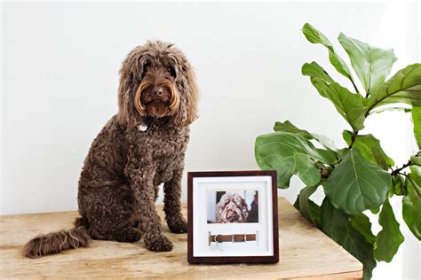 Best Pet Loss Sympathy Gifts Of Thoughtful Gift Ideas Pet