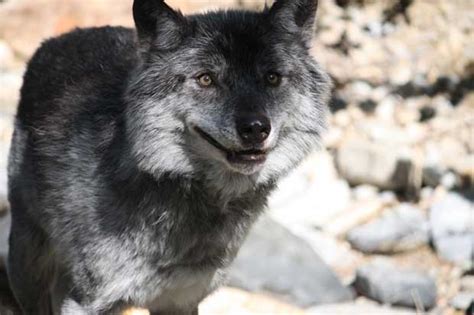 Abes Animals Gray Wolf Divergence