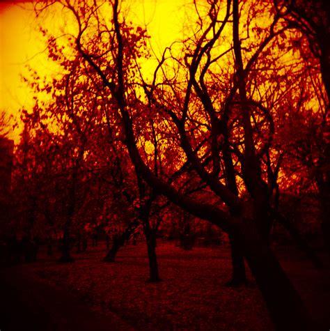 Forest Holga Cfn 120 Fujifilm Astia 100f Cross Process Kirill Kondratyev Flickr