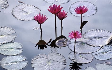 Wallpaper Leaves Reflection Water Lilies Leaf Flower Plant