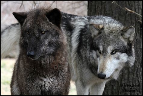 Wolf Couple By Dragonwolface On Deviantart