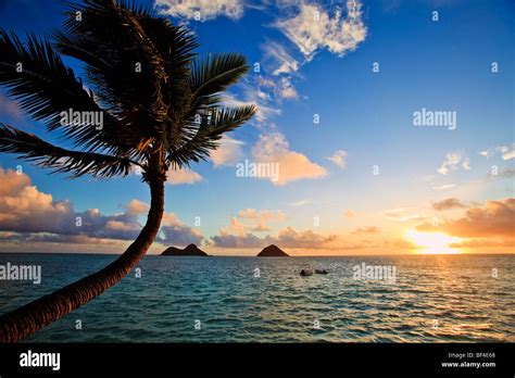 Pacific Sunrise At Lanikai In Hawaii With A Coconut Palm In The