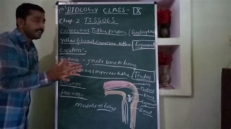 Tendons are similar to ligaments; ICSE/ BIOLOGY / CLASS 9 / TENDONS AND LIGAMENTS - YouTube