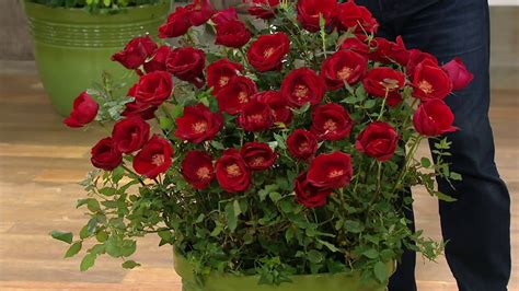 Cottage Farms Knock Out Double Blooming Rose Plant On Qvc