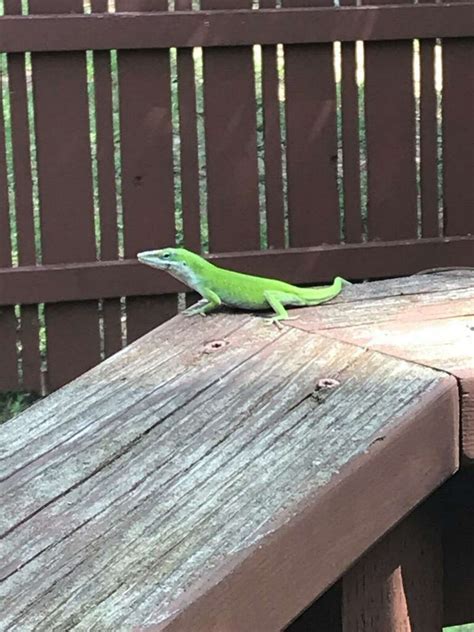 Sas Common Critters Nothing Common About The Green Anole San