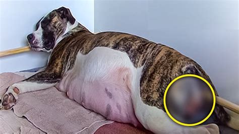 Mama Dog With A Huge Belly Starts Giving Birth That Defies Everyones