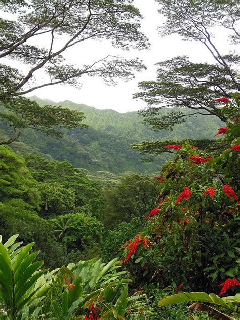 Hawaiian Rain Forest Beautiful Nature Rainforest Hawaii