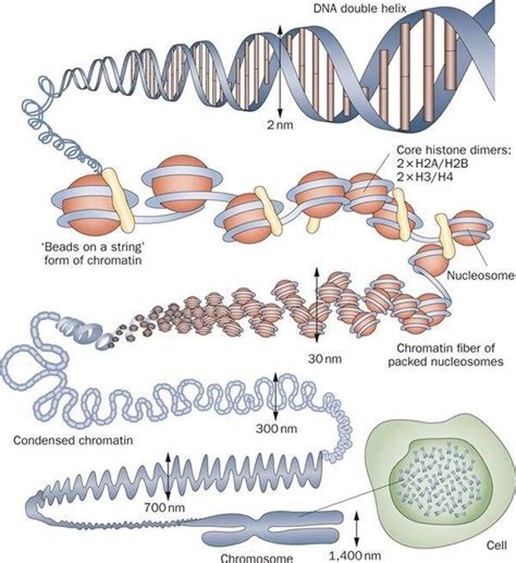 The Eukaryotic Nuclear Genome Chromatin Has Highly Complex Structure