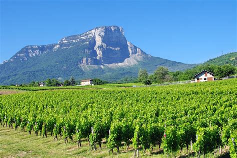 10 vineyards in the auvergne rhône alpes go wine tasting in the vineyards and cellars of