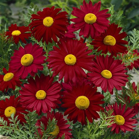 Chrysanthemum Mums Flower Garden Seeds