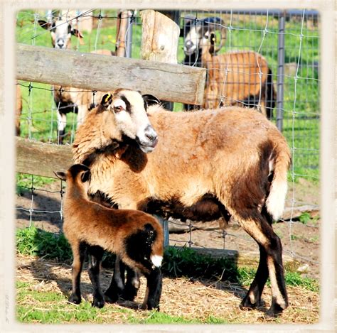 West Wind Ranch Creations The American Blackbelly Sheep
