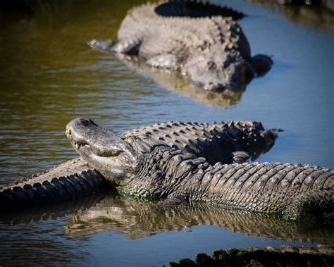 American Alligators Alligator Adventure