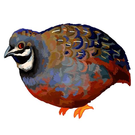 Tytonidae & strigidae (14 species). "king quail" by tytonidae | Redbubble