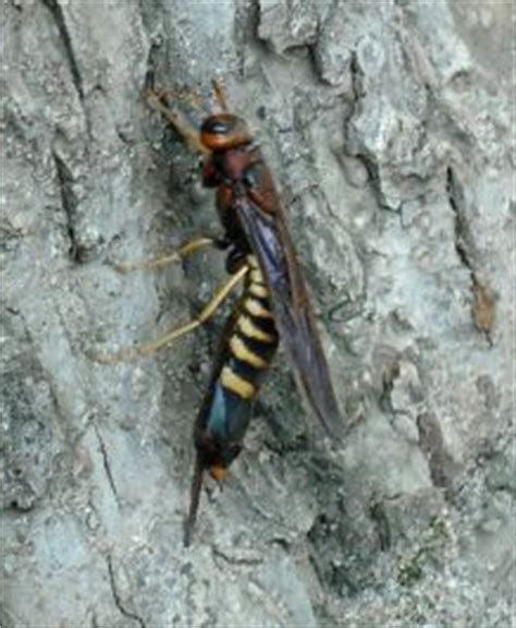 The adults have thick, cylindrical black or metallic blue bodies from 2.5 to 4 cm long. Pigeon Horntail - What's That Bug?