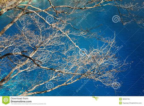 Beautiful Lake With Tree In Jiuzhaigou Stock Image Image Of Asian