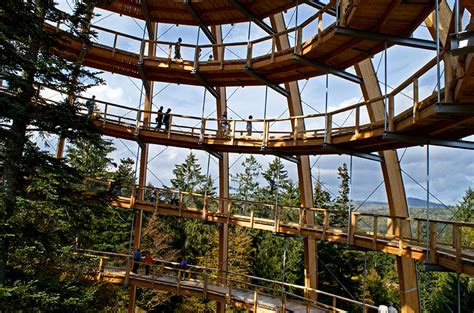 44 Metre High Tree Top Walkway In Bavarian Forest National Park