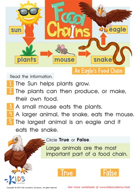 Food Chains Worksheet For Kids