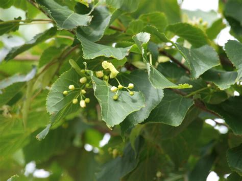 Tilia Cordata Greenspire Winter Linde Greenspire Stein Linde