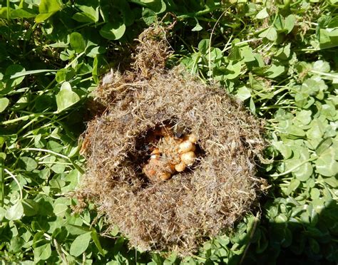 Bumblebees (genus bombus) nest in the ground, usually in abandoned rodent nests, and live in social communities. The Valley Ripple: The Man Who Poked the Bumblebees' Nest...