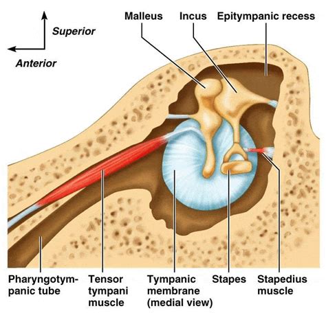 Tensor Tympani Syndrome Magnesium Captions More