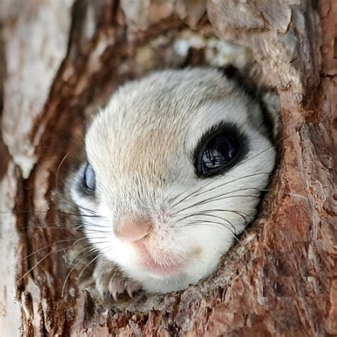This Adorable Japanese Flying Squirrel Raww