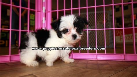 Puppies For Sale Local Breeders Morkie Puppies For Sale Ga Atlanta At